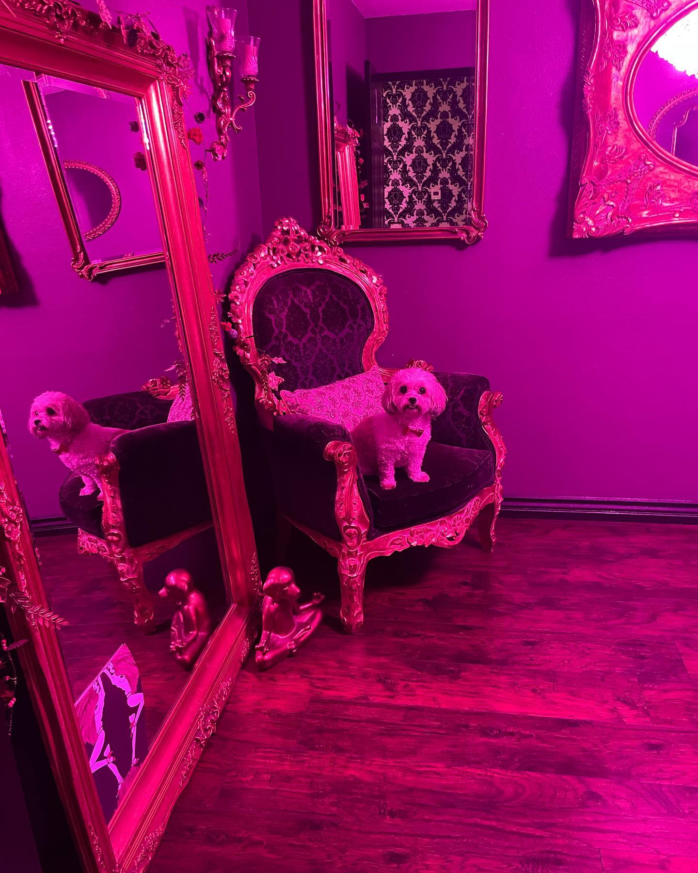 Pink-lit boutique room with gold-framed mirrors and velvet throne chair